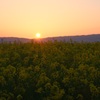 夕刻の菜の花