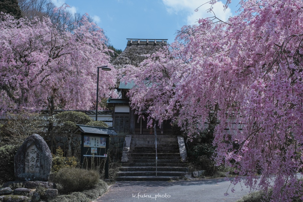 奈良で最後に咲く桜