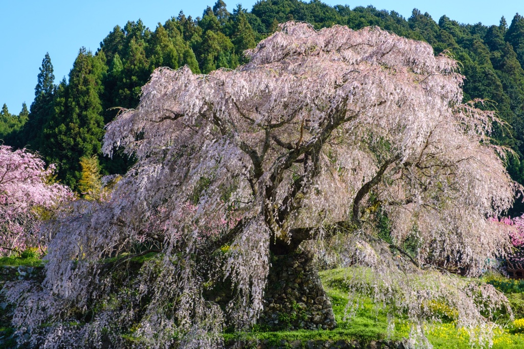 又兵衛桜