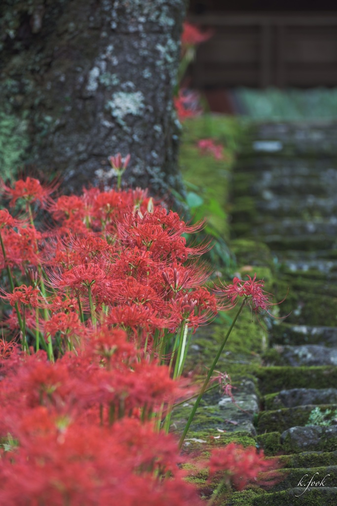 佛隆寺の彼岸花
