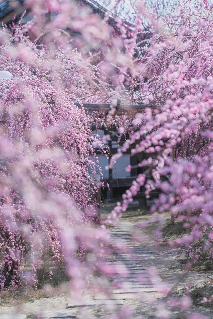 梅シャワー