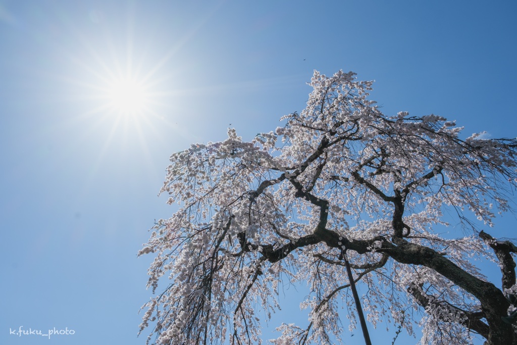 太陽としだれ桜