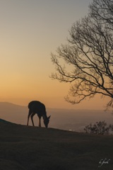 若草山　夕景