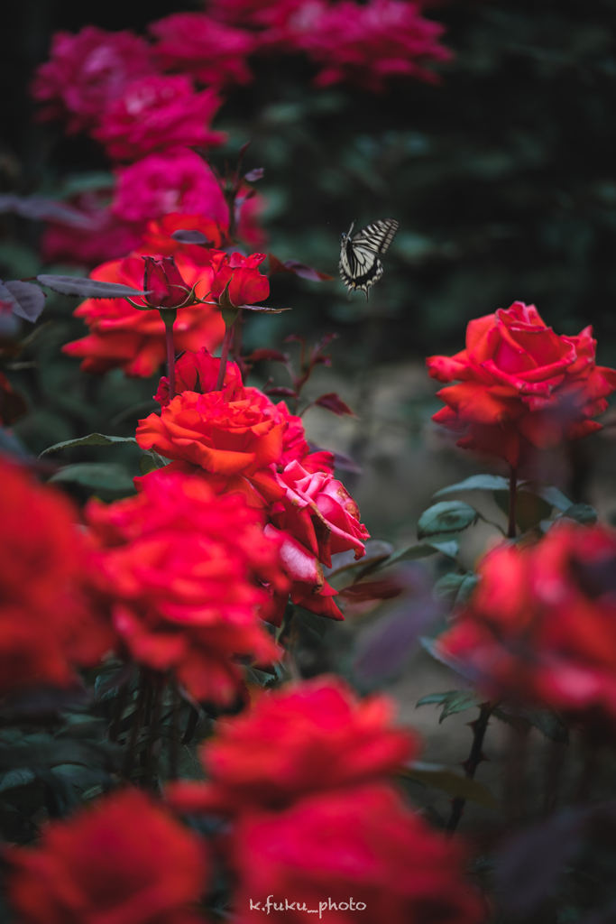 薔薇と蝶