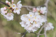 明るい桜