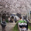 桜並木