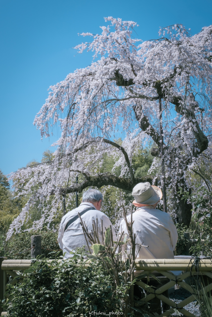 お花見