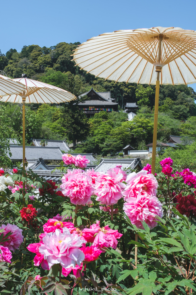 長谷寺の牡丹