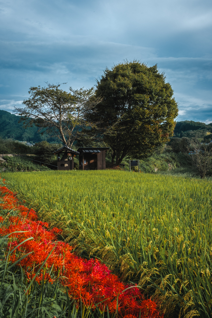 明日香村の風景