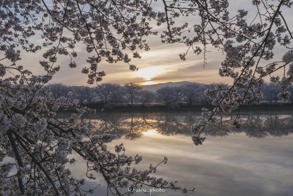 唐古の桜