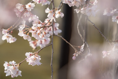 原木山妙行寺