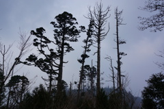 霧の英彦山