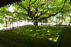 雷山千如寺 大悲王院　新緑のカエデ