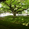 雷山千如寺 大悲王院　新緑のカエデ