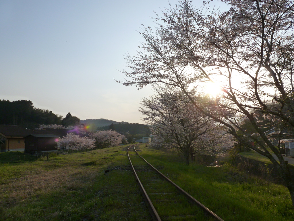 廃線と桜