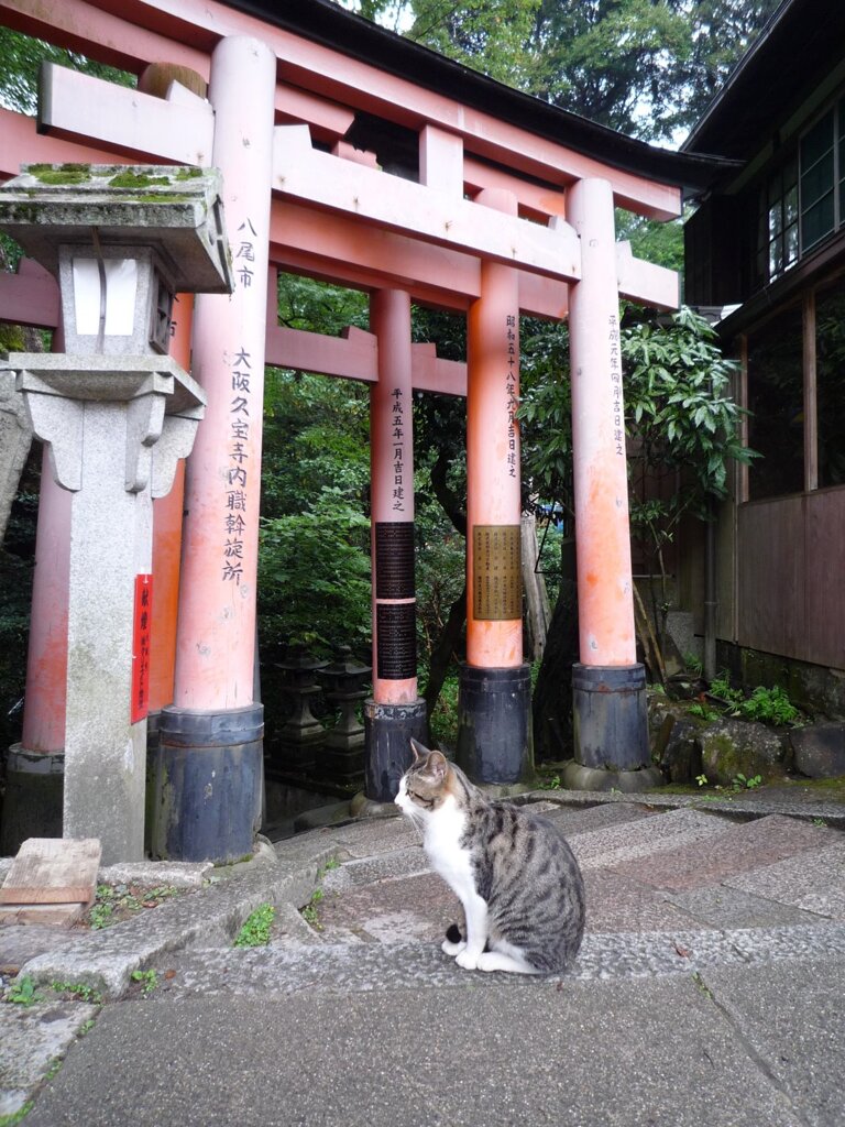 稲荷大社と猫