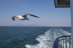 島原湾とウミネコ