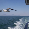 島原湾とウミネコ