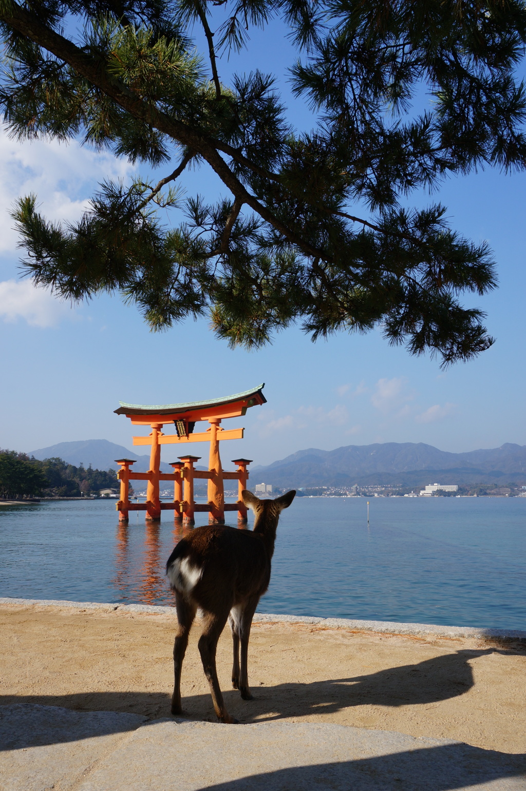 厳島神社 大鳥居