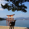 厳島神社 大鳥居