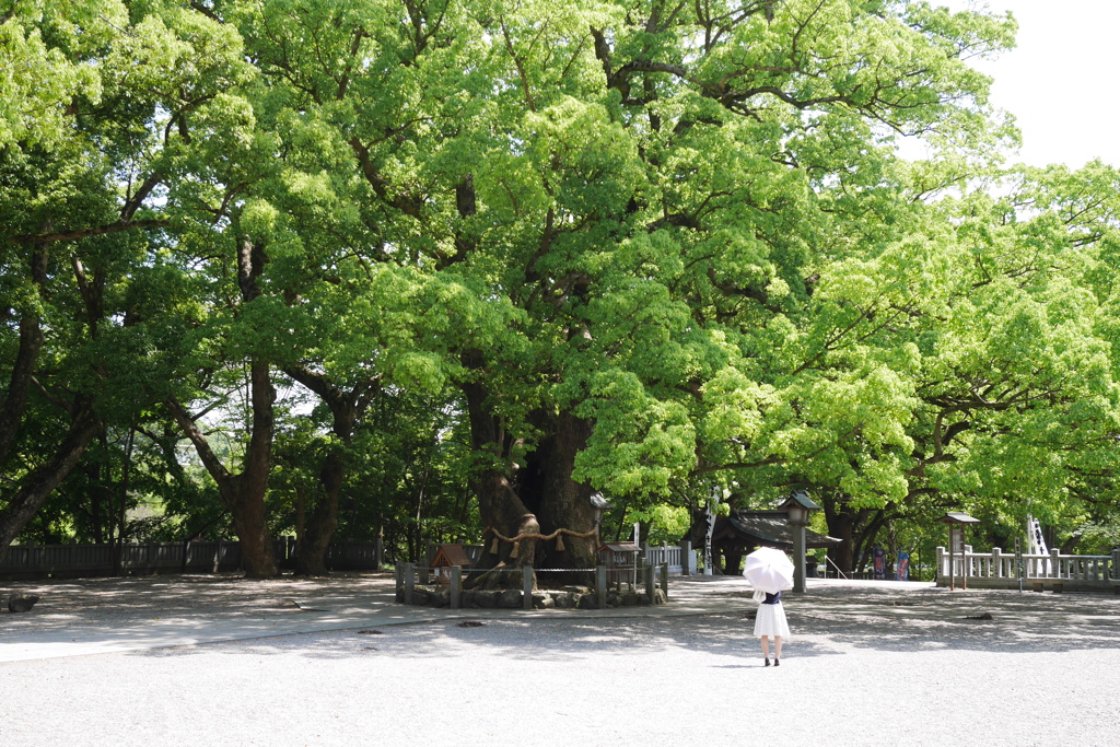 大麻比古神社の大楠