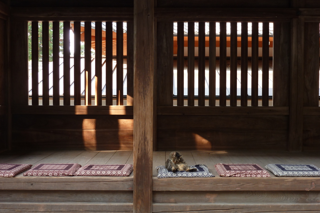 西寒多神社の猫