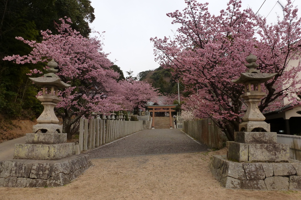 桜の季節