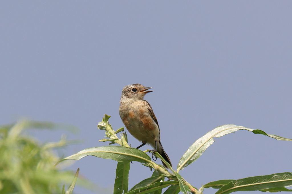 ノビタキ雌の若鳥？？