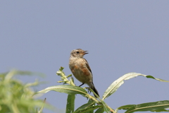 ノビタキ雌の若鳥？？