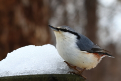 相変わらずのふてぶてしさ