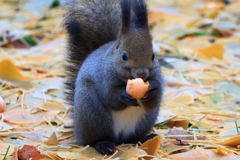 銀杏、美味しいね♪