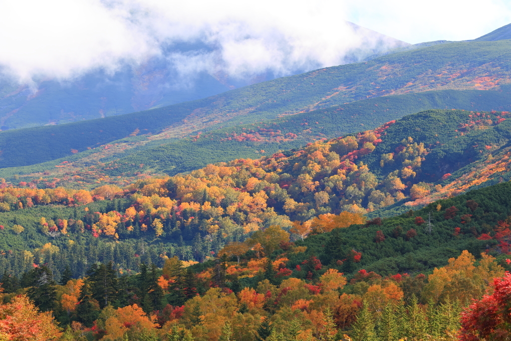 十勝岳望岳台の紅葉
