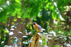 花だったら良かったのにね