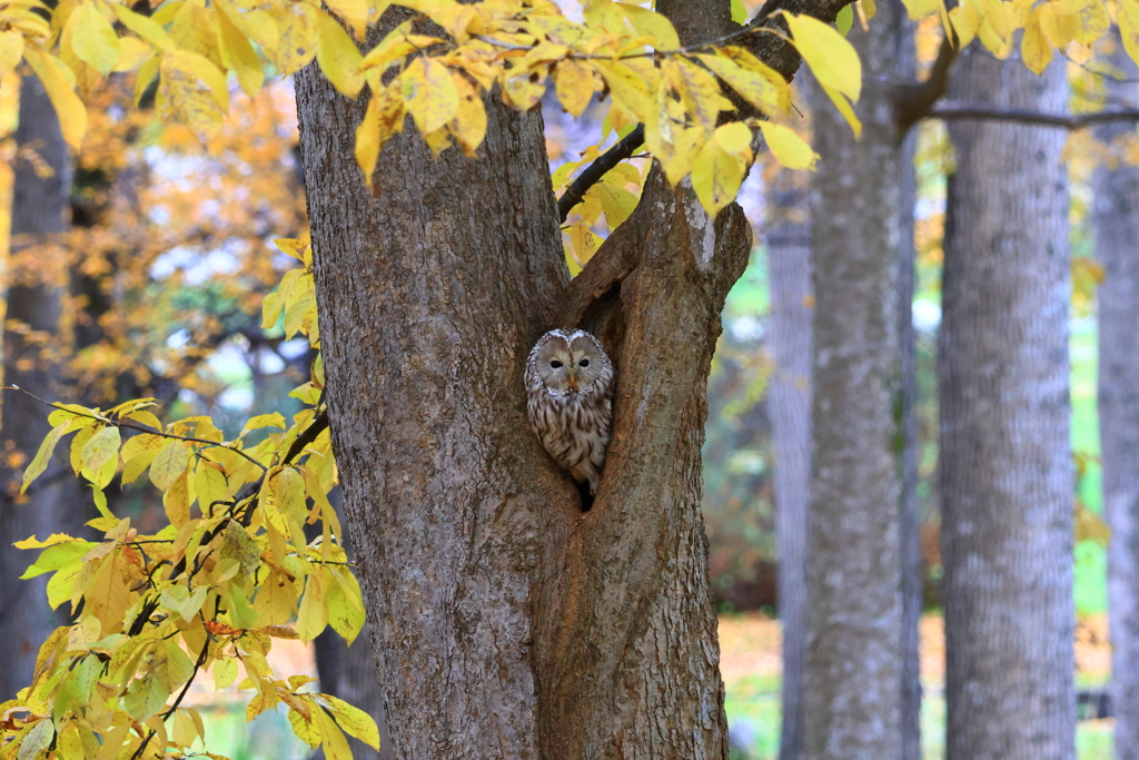 秋のふくちゃん