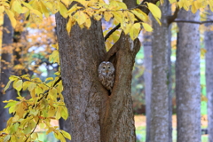 秋のふくちゃん