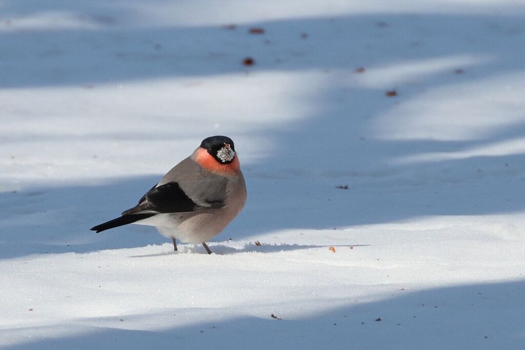 雪化粧