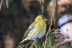 Yellow  Bird