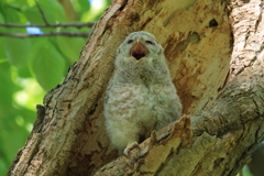 大あくび