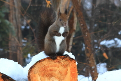 玉乗りエゾリー