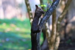 樹木の太さとほぼ同じ