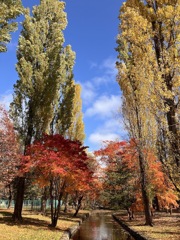 ポプラの木と紅葉