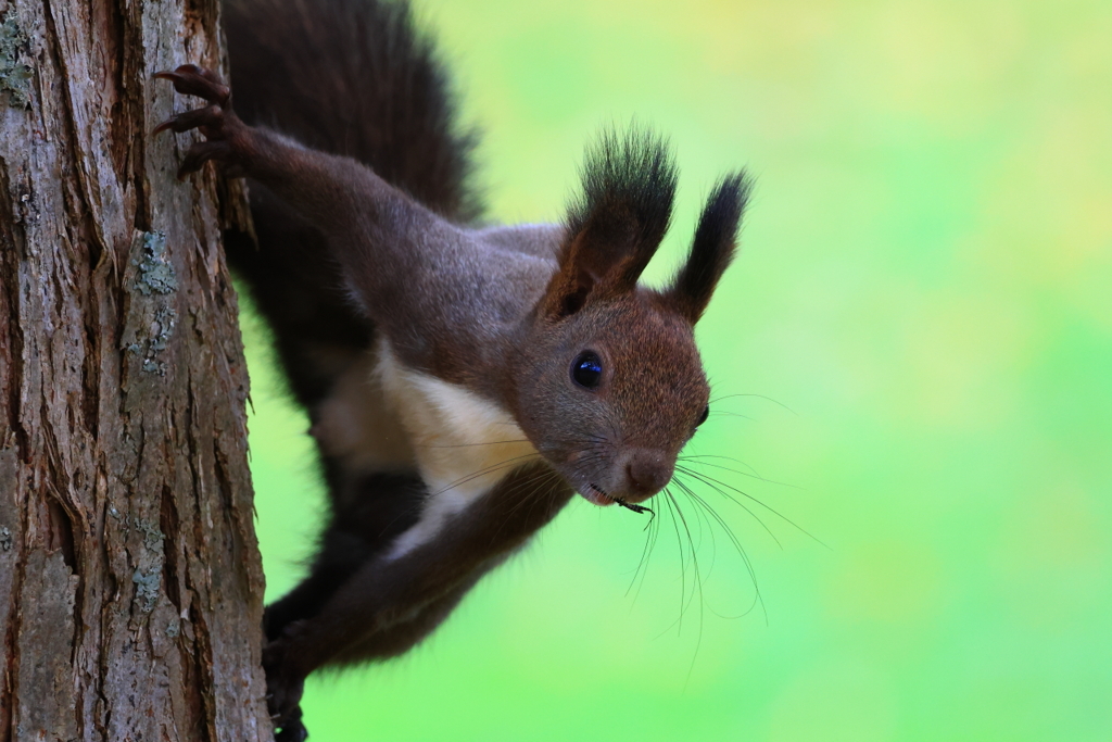 この時はまだ緑だった