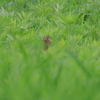 かくれんぼ