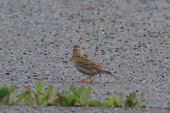 地上のヒバリ