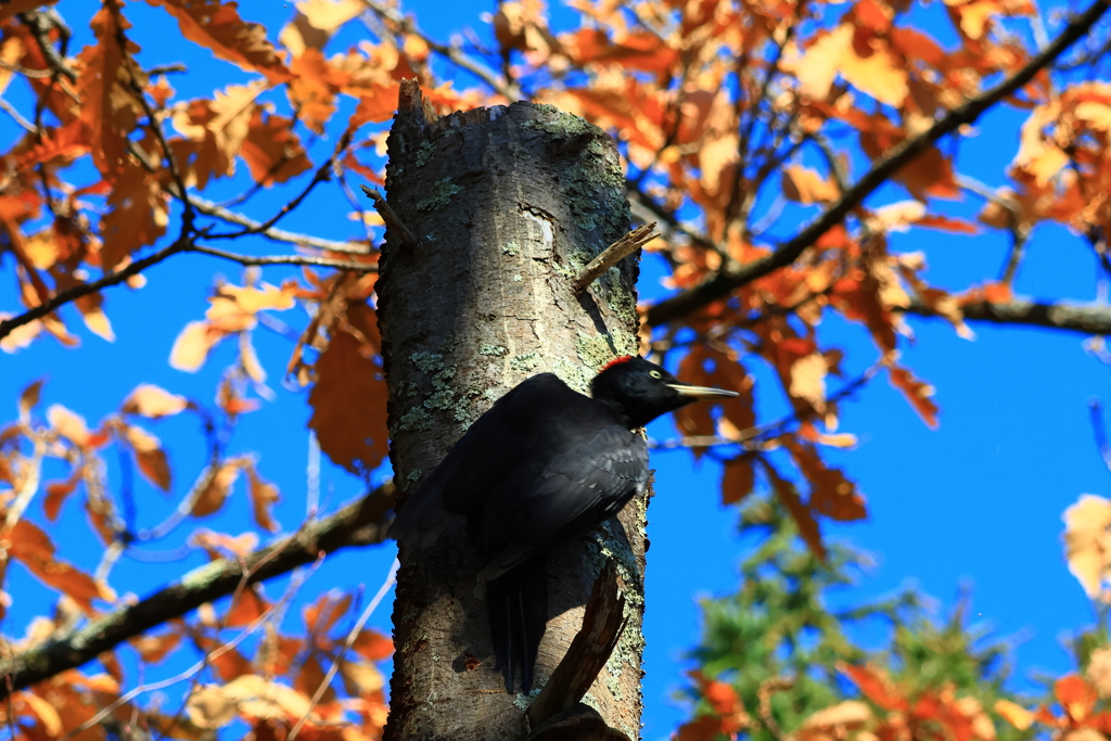 ちょこっとクマゲラさん