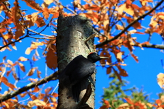ちょこっとクマゲラさん