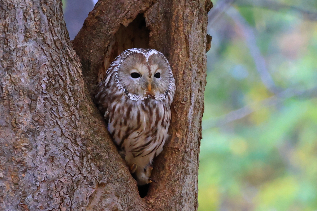 のんびりだね～。