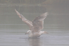 オオセグロカモメ若鳥