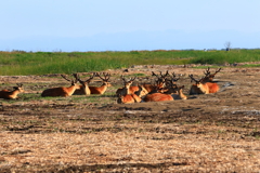 Deer  Paradise