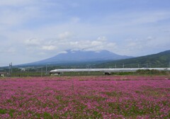 芝桜と富士